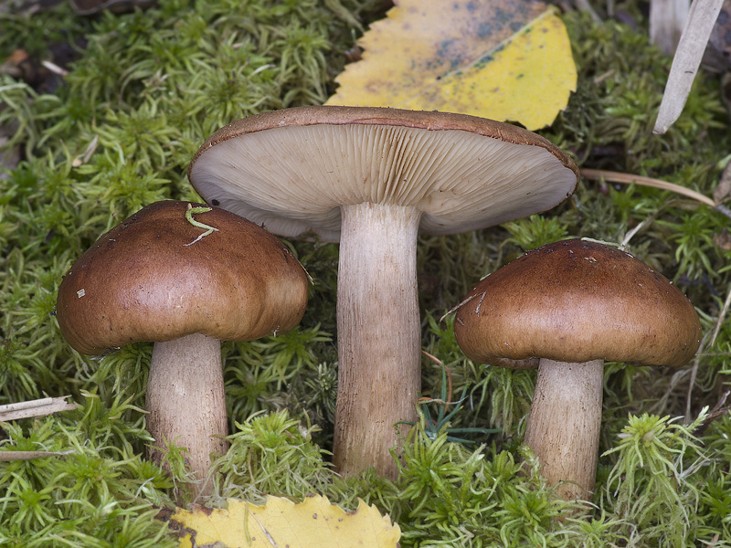 Tricholoma fulvum